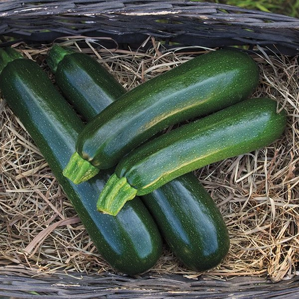 Zucchini