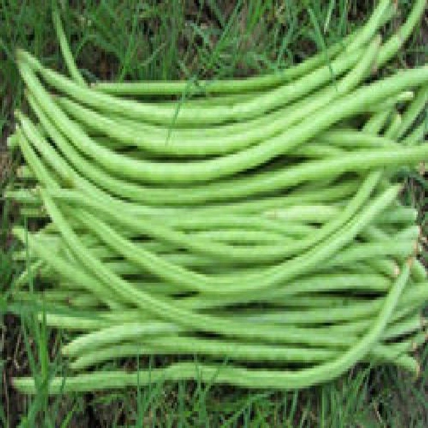 Green Peas Cowpea