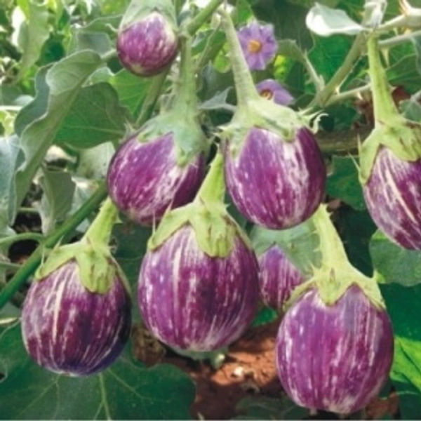 Brinjal