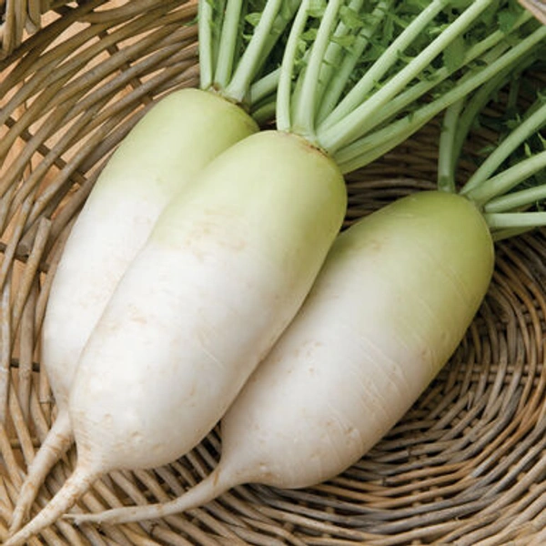 Radish