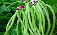 Veg Valley  Cowpea/लोबिया/Lobia  - 500 Gm