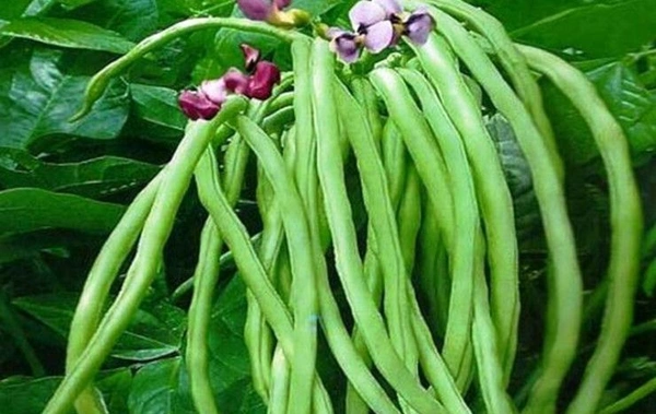 Veg Valley  Cowpea/लोबिया/Lobia  - 500 Gm