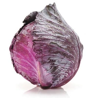 Veg Valley  Cabbage/पत्तागोभी/Pattagobhi  - Purple, Approx 1 Kg