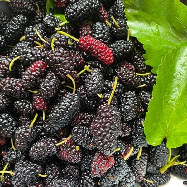 Mulberry  - 09AM-09PM, 250 Gram