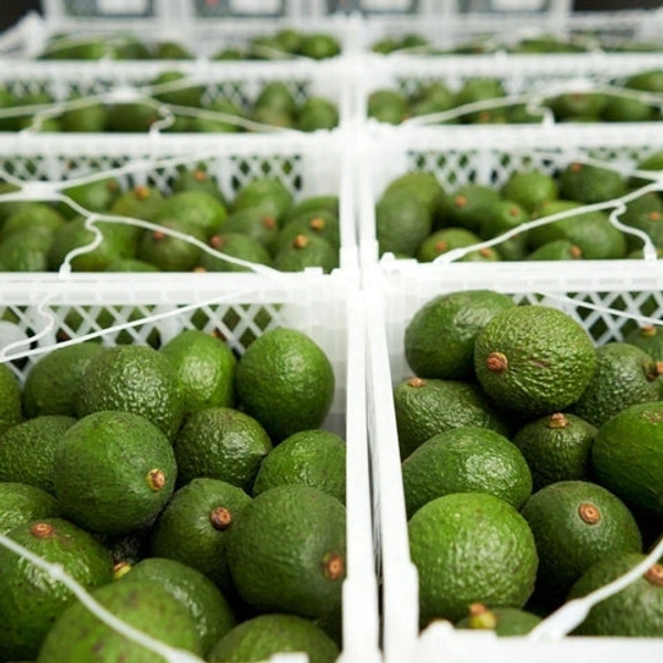 Indian Avocado (Loose) - 09AM-09PM, 3pce