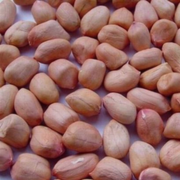 Shengadana - 10AM-07PM, 1kG