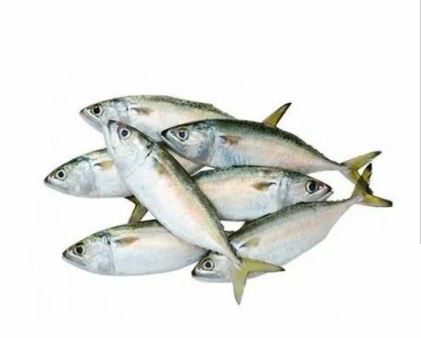 Bangda Fish(fish Cutting) - 500Gram