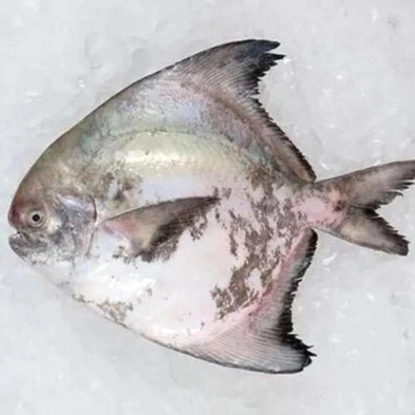 Khapri pomfret (Khapri Paplet) 1KG