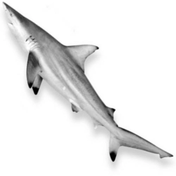 Mushi (Baby Shark) 1KG