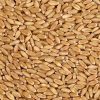 Sharbati Wheat/Gehu - 250g