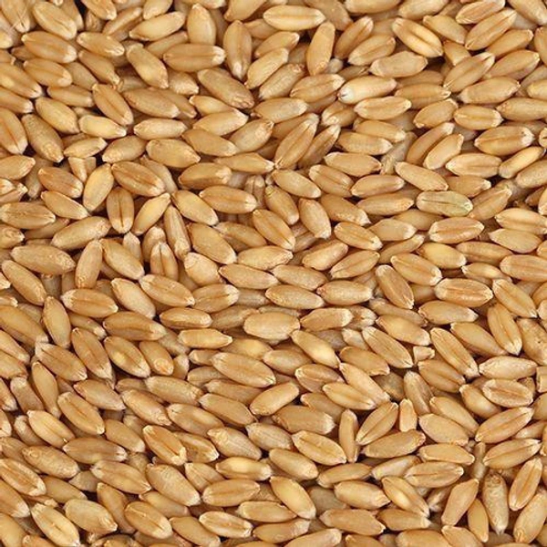 Sharbati Wheat/Gehu - 250g
