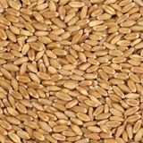 Sharbati Wheat/Gehu - 250g