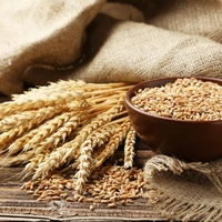 Sharbati Wheat/Gehu - 250g