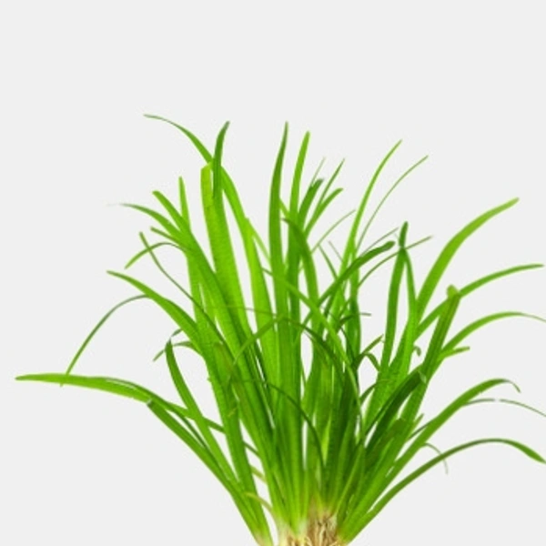Dwarf Sagittaria  Planting - 10 Pis