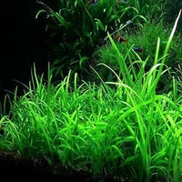 Dwarf Sagittaria  Planting - 10 Pis