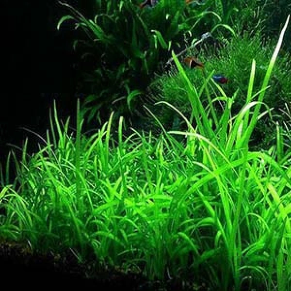 Dwarf Sagittaria  Planting - 10 Pis