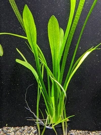 Dwarf Sagittaria  Planting - 10 Pis