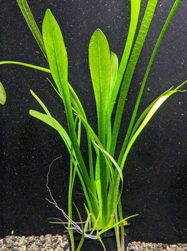 Dwarf Sagittaria  Planting - 10 Pis