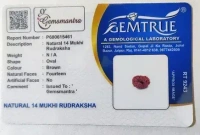 14 Mukhi Rudraksha - 🔴 Prepaid Only