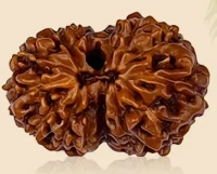 14 Mukhi Rudraksha - 🔴 Prepaid Only