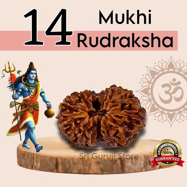 14 Mukhi Rudraksha - 🔴 Prepaid Only