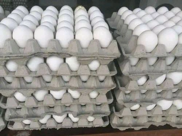 Egg Peti (210 Pieces)