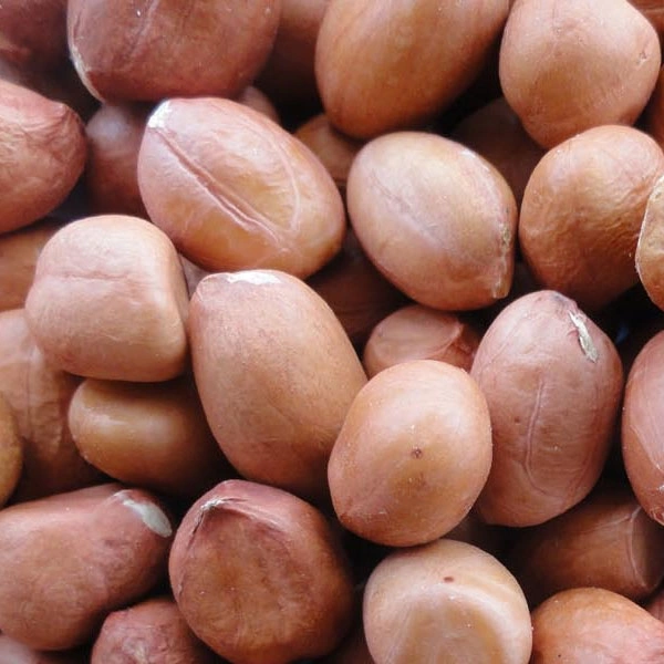 Groundnut (Big)