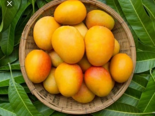 Mango Gulab Khaas - 1 kg
