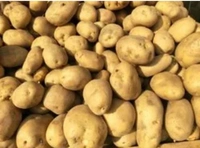Bhutan Potato - 1 kg