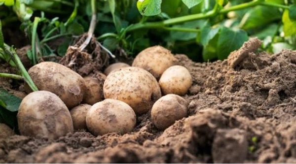  Potatoes Red - 1 Kg