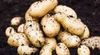  Potatoes Red - 1 Kg