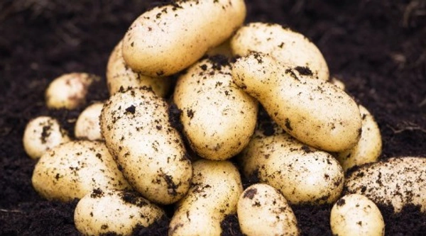  Potatoes Red - 1 Kg