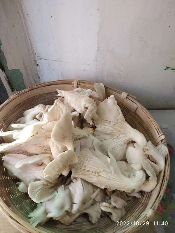 oyster mushroom - 150