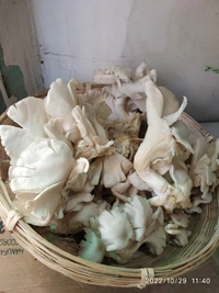 oyster mushroom - 150