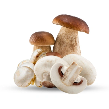 Mashroom