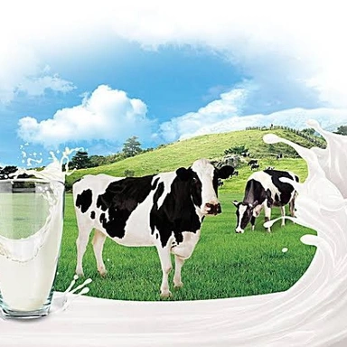 Dairy Products