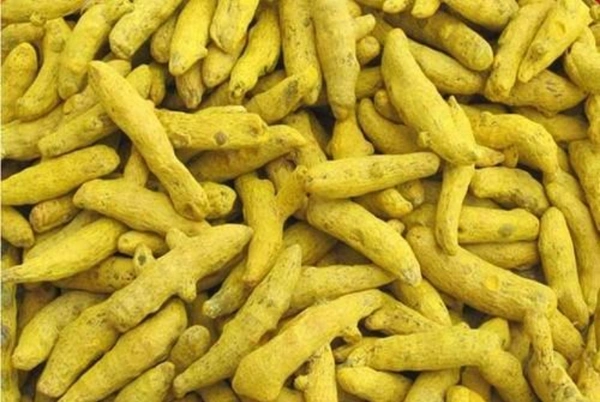 Healthy Homes Manjal Kombu /Try Turmeric - 100 GMS