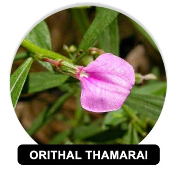 Healthy Homes Orithal Thamarai (Spade Flower / Ratnapurusha) - 50 GMS