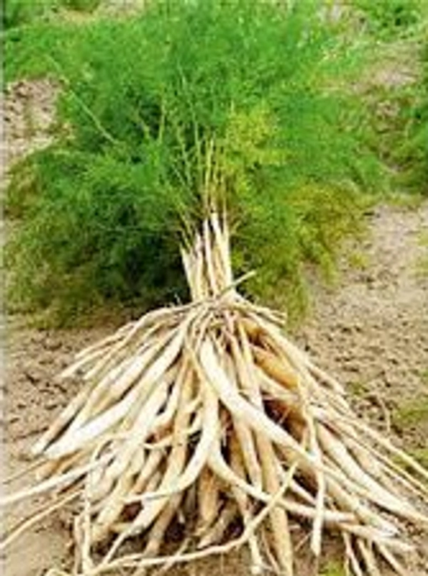 Healthy Homes Thaneer Vittan Kilangu / Shatavari - 50 GMS