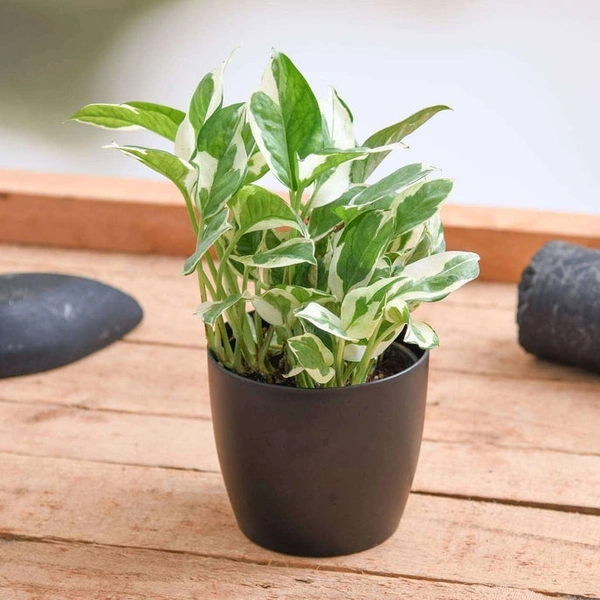 N-Joy Money Plant 