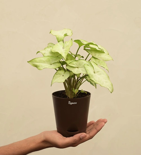 Syngonium white butterfly