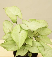 Syngonium white butterfly