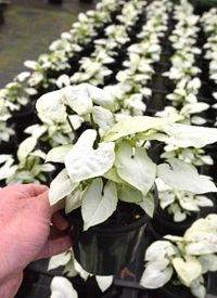 Syngonium white butterfly