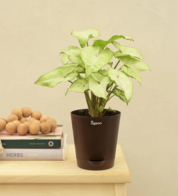 Syngonium white butterfly