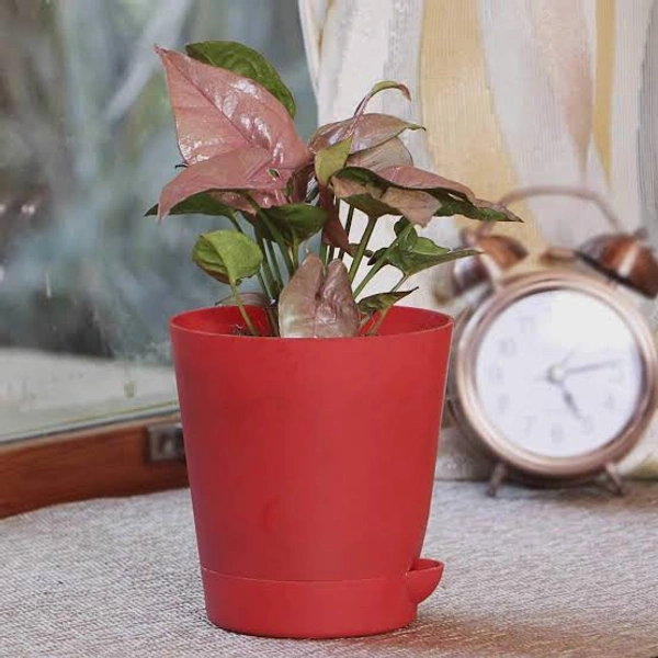 Syngonium Red Plum
