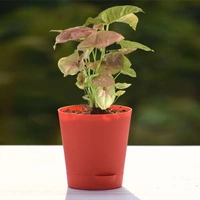 Syngonium Red Plum