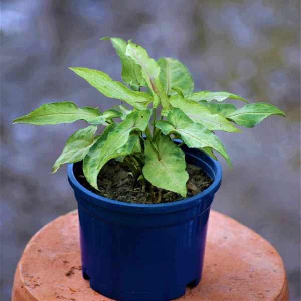 Syngonium Narrow Leaf