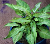 Syngonium Narrow Leaf