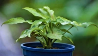 Syngonium Narrow Leaf