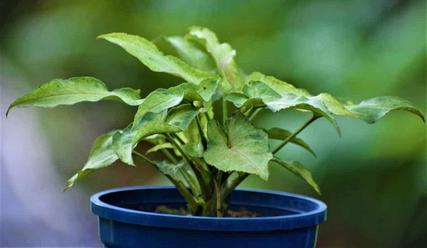 Syngonium Narrow Leaf